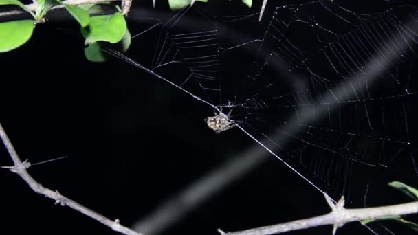 Spinnweben produzierende Spinne — Stockvideo