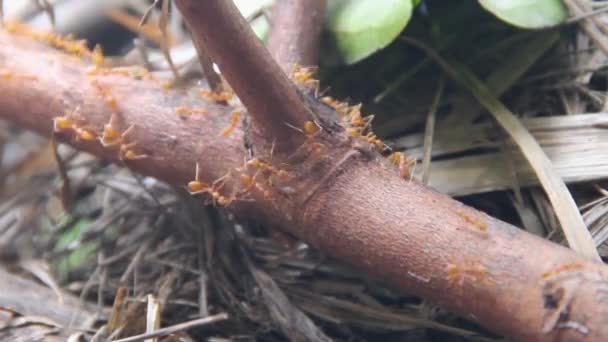 Formigas de fogo na floresta tropical — Vídeo de Stock