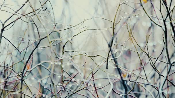 Pluie bruyante et gouttes gelées sur les branches nues des arbres — Video