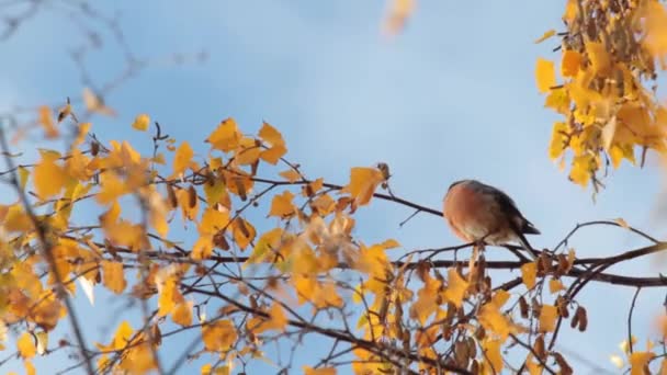 The bullfinch feeds on birch catkins — Stock Video