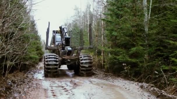 Camión de madera en bosque — Vídeos de Stock