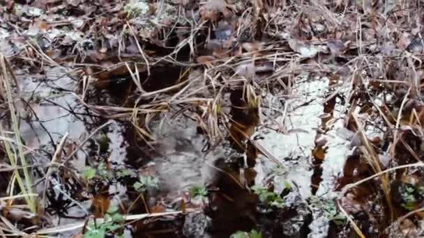 Arroyo estalla fuera de la tierra — Vídeos de Stock