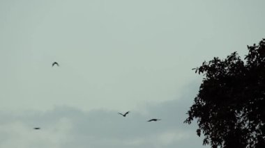 Uçan tilkiler sabahları uçar.
