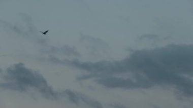 Uçan tilkiler sabahları uçar.