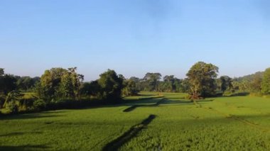 Sri Lanka tarımı (ya da ekili)