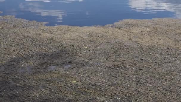 Schlamm, der sich auf der Wasseroberfläche angesammelt hatte — Stockvideo