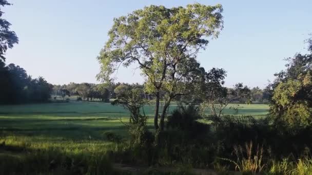 Ořezání (nebo obdělávání) zemědělství na Srí Lance — Stock video
