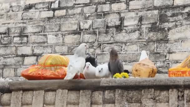 Pigeons blancs de la ville descendus et picorés Aliments emballés. — Video