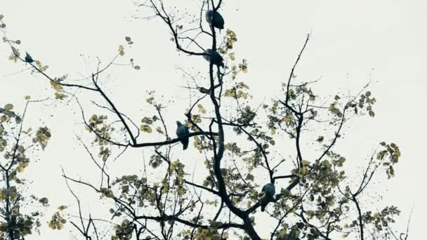 Sabahleyin meyve yiyen güvercinler bir ağaca geldi. — Stok video