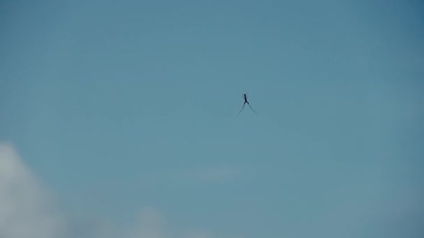 En spindel faller ner på ett tunt nät mot den blå himlen — Stockvideo