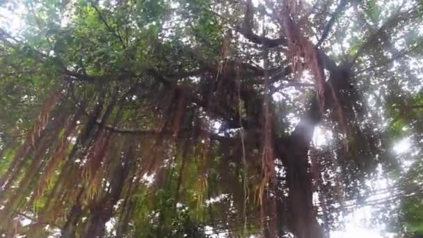 Ein tropischer Baum mit Luftwurzeln (Steigeisen)) — Stockvideo