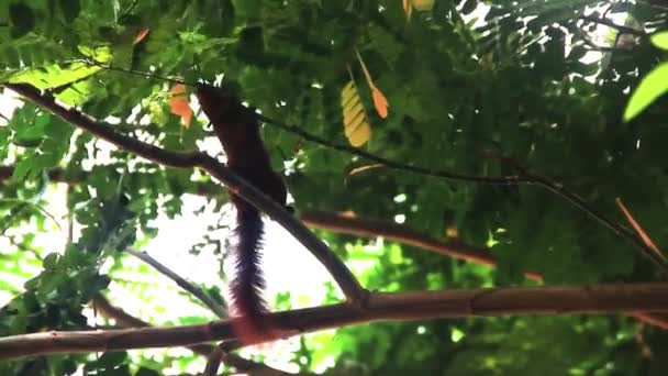 Eichhörnchen läuft durch die Äste — Stockvideo