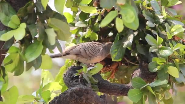 Pomba-do-chão-barrada (zebra-pomba, Geopelia striata) — Vídeo de Stock