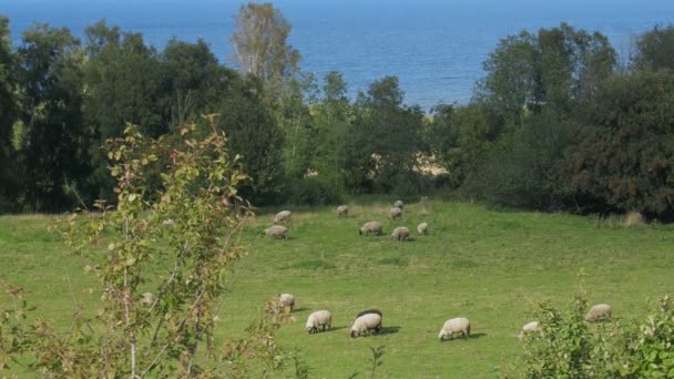 Troupeau de moutons se nourrit sur une prairie verte — Video