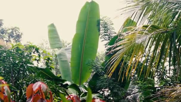 Het regent op herfstbladeren in een tropisch klimaat — Stockvideo