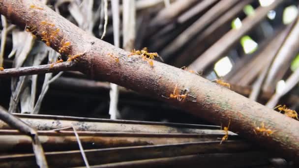 Πυροσβεστικά μυρμήγκια — Αρχείο Βίντεο