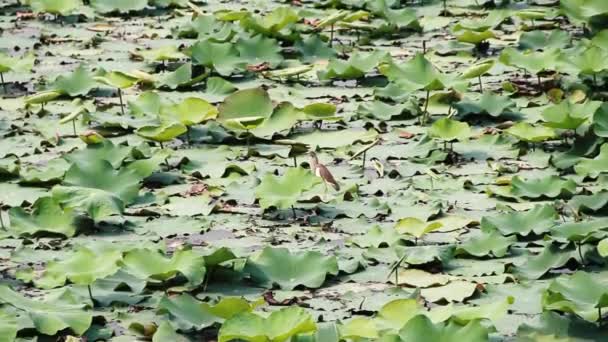 Tropischer Teich ist mit Seerosenteppich bedeckt — Stockvideo