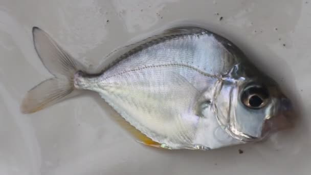 Eubleekeria jonesi, közismert nevén Jones póni hal — Stock videók