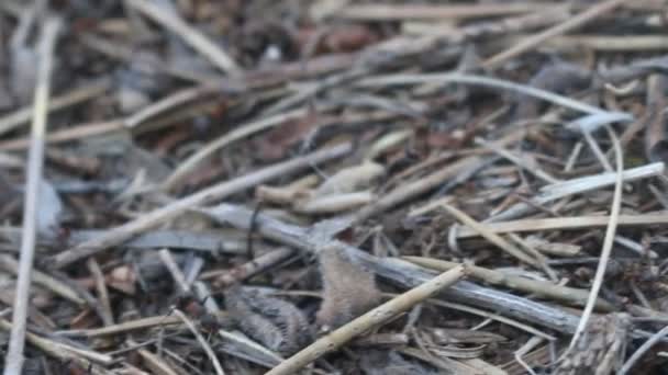 Fourmis rouges sur la surface de la fourmilière — Video