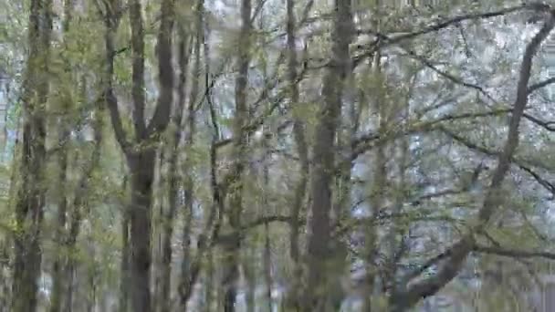 Bosque de aliso de primavera en el noreste de Europa — Vídeos de Stock