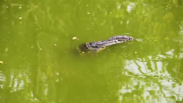 Water monitor is swimming in the lake — Stock Video