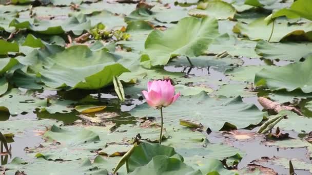 Hindu lotus — Stock Video