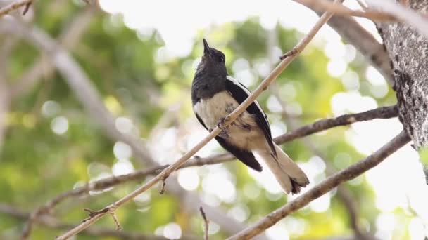 Oriental urraca-Robin — Vídeo de stock