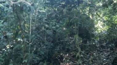 Vahşi Hint filleri yağmur ormanlarının çalılıklarında beslenir.