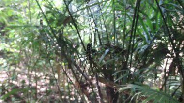 Büyük örümcek yağmur ormanlarında bir ağda oturur.