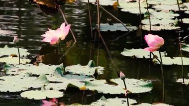 Kış mevsiminde Hindistan lotusu (Nelumbo nucifera)