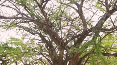 Acacialar kışın yarı yapraklı tropikal ağaçlardır. Tayland