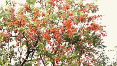 Plumeria 'nın kırmızı çiçekli çeşitlerinden biri (melezler)