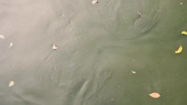 Çamurlu suda balık