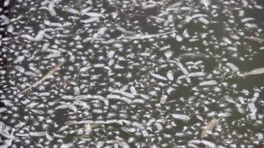 Ördek çiftliğindeki gölet beyaz tüylerle kaplıdır.