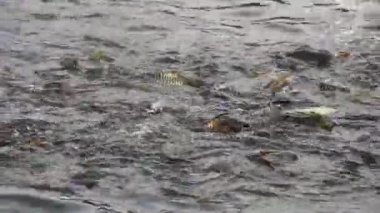 Beslenirken balık havuzunda çok sazan var.