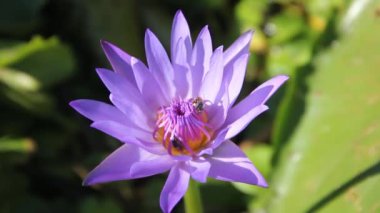Lilly pad (Nymphaea sp. ), Yıldız Lotus.