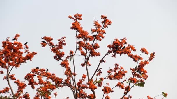 Butea frondosa in India