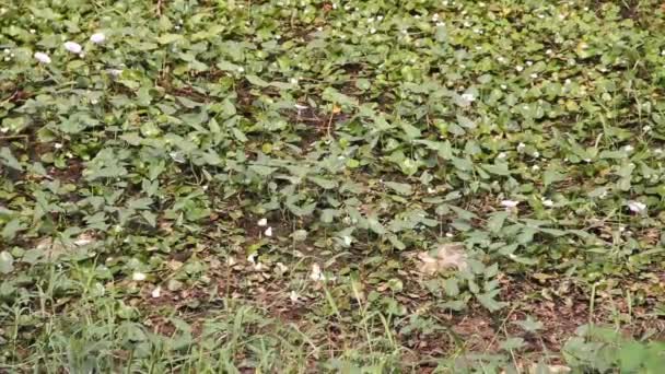 Muchas mariposas acudían al lugar húmedo para beber agua — Vídeos de Stock