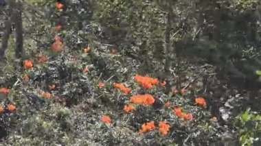 Baklagil ağacında kırmızı çiçekler ve meyveler
