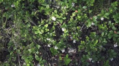 Boreal ormanlarında kızılcıklar çiçek açar.