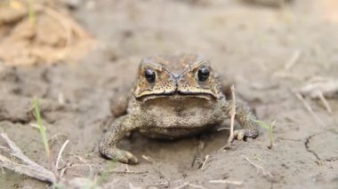 Asya kurbağası (Bufo melanostictus)