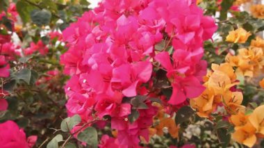 Bougainvillea kırmızı liane türü