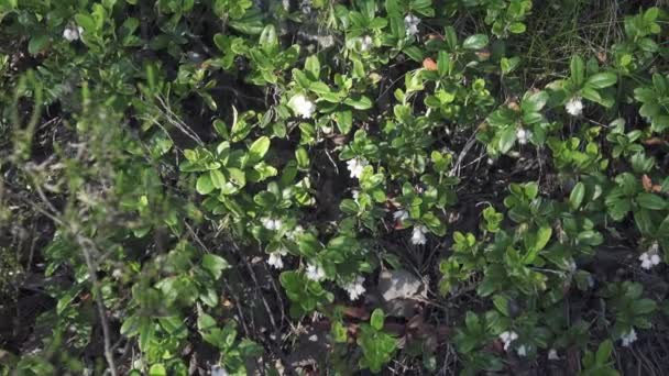 Floraison de canneberges dans les forêts boréales — Video