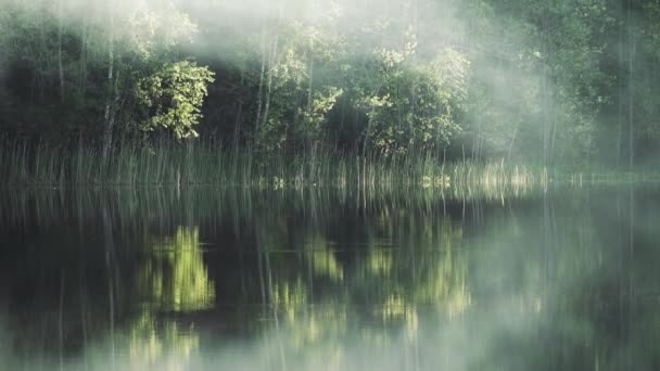 Schöner Fluss mit Waldbänken. Nebel kriecht — Stockvideo