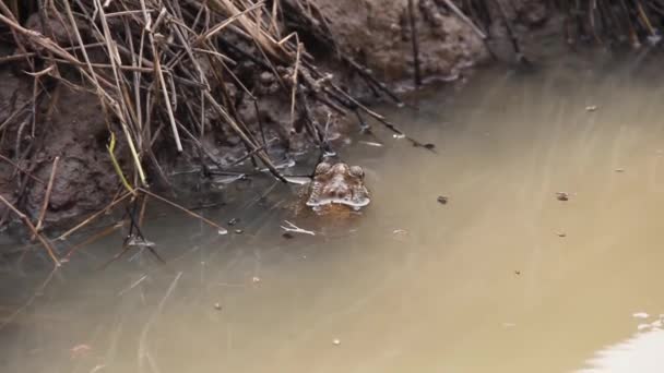 Asian common toad (Bufo melanostictus) — Stock Video