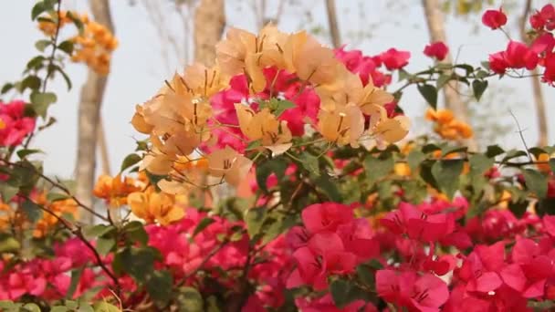 Bougainvillea rood liaan ras — Stockvideo