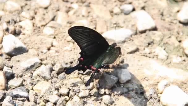 Schwertschwanz der Maackii (Papilio maackii)) — Stockvideo
