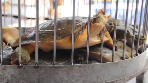 Želvy s klapkovou skořápkou se prodávají na vietnamském trhu — Stock video