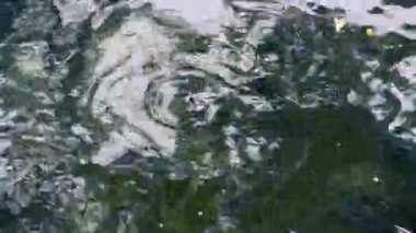 Nil Tilapia, Oreochromis niloticus sürüsü)