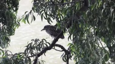 Sri Lanka 'da siyah taçlı bir balıkçıl.